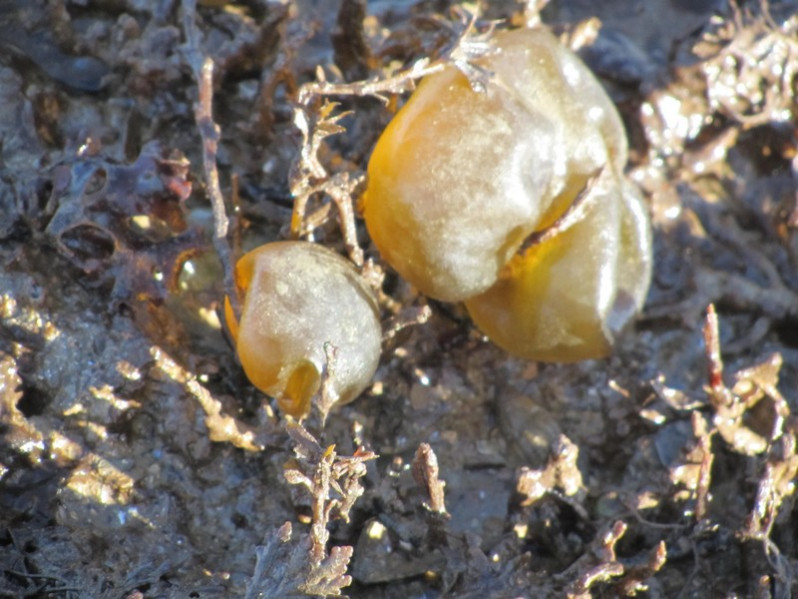 Colpomenia peregrina Sauv., 1927