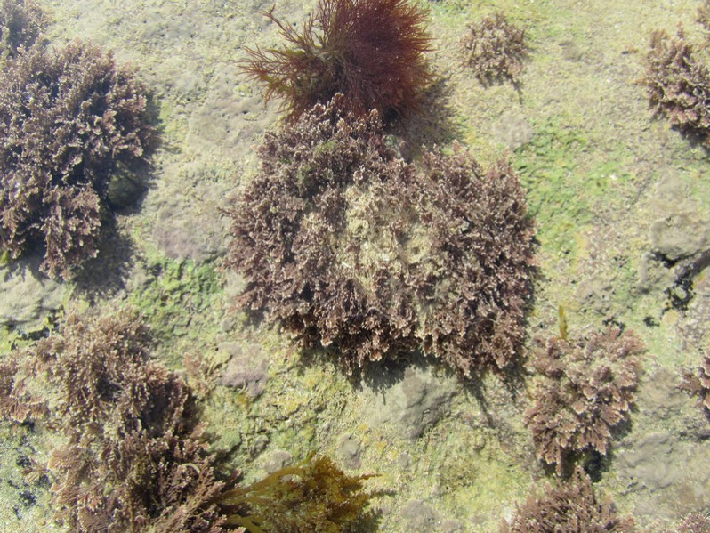 Ellisolandia elongata (J.Ellis & Sol.) K.R.Hind & G.W.Saunders, 2013
