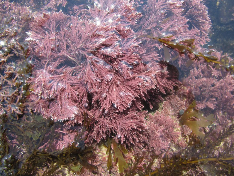 Ellisolandia elongata (J.Ellis & Sol.) K.R.Hind & G.W.Saunders, 2013