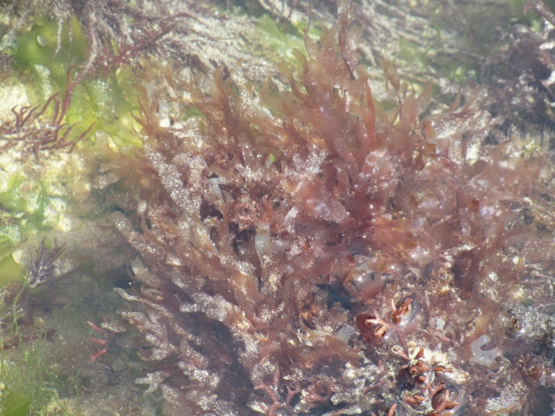 Cryptopleura ramosa (Hudson) L.Newton, 1931