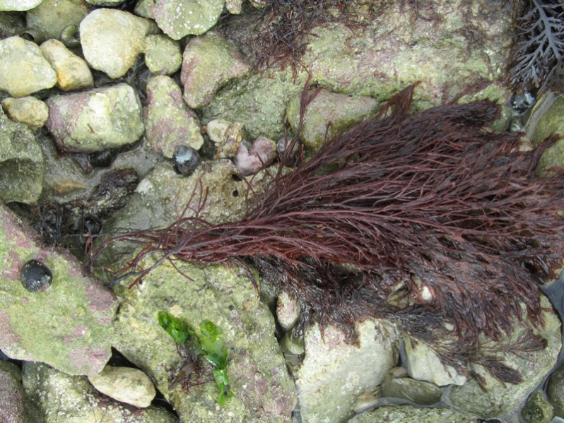 Cystoclonium purpureum (Hudson) Batters, 1902