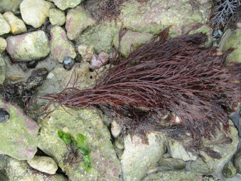 Cystoclonium purpureum (Hudson) Batters, 1902