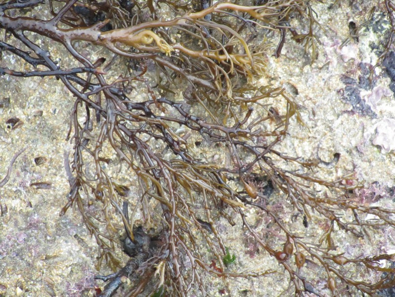 Cystoseira baccata (S.G.Gmelin) P.C.Silva, 1952