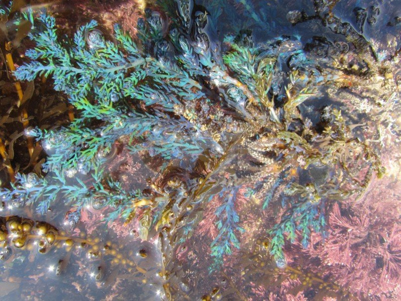 Cystoseira tamariscifolia (Hudson) Papenf., 1950