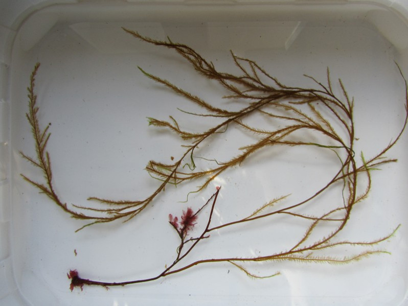 Desmarestia aculeata (L.) J.V.Lamour., 1813