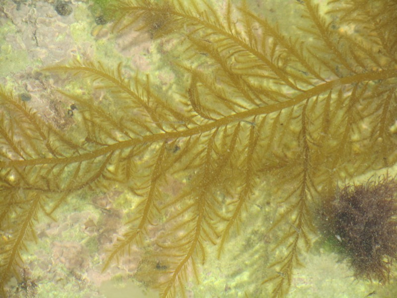 Desmarestia aculeata (L.) J.V.Lamour., 1813