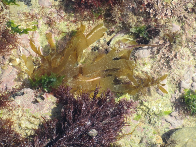 Dictyota dichotoma (Hudson) J.V.Lamour., 1809