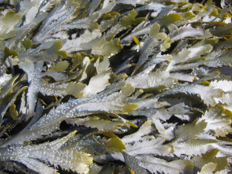 Fucus serratus L., 1753