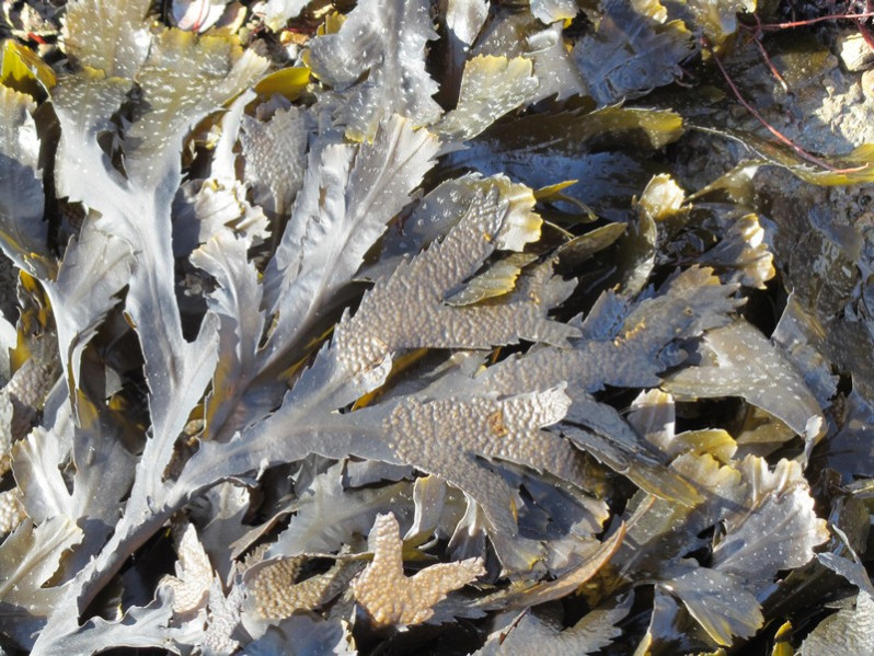 Fucus serratus L., 1753