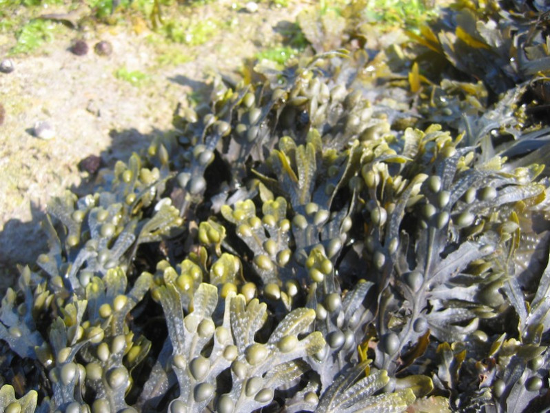 Fucus vesiculosus L., 1753