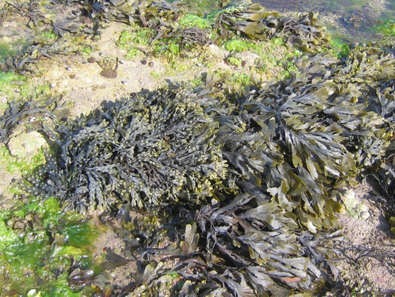 Fucus vesiculosus L., 1753