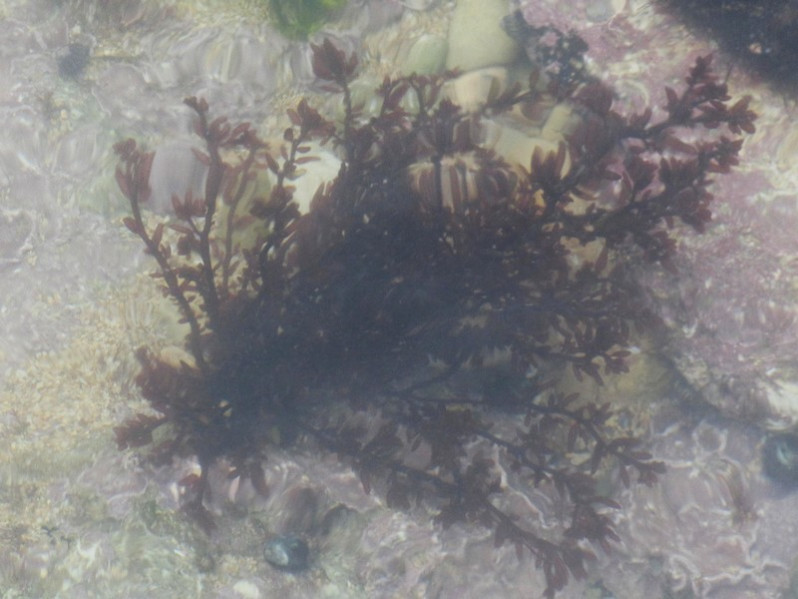 Gastroclonium ovatum (Hudson) Papenf., 1944