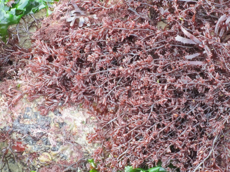 Gastroclonium ovatum (Hudson) Papenf., 1944