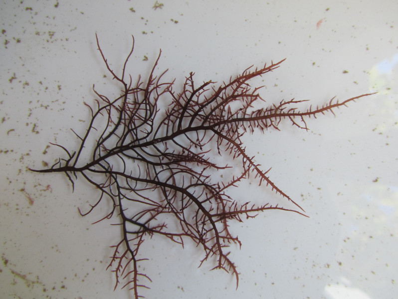 Gelidium spinosum (S.G. Gmelin) P.C. Silva, 1996