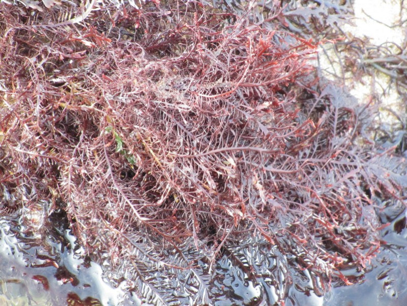 Gelidium spinosum (S.G. Gmelin) P.C. Silva, 1996