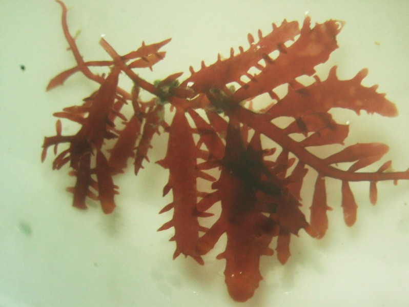 Gelidium spinosum (S.G. Gmelin) P.C. Silva, 1996