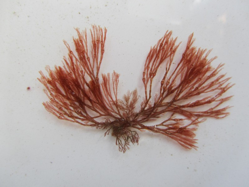Griffithsia corallinoides (L.) Trevisan, 1845