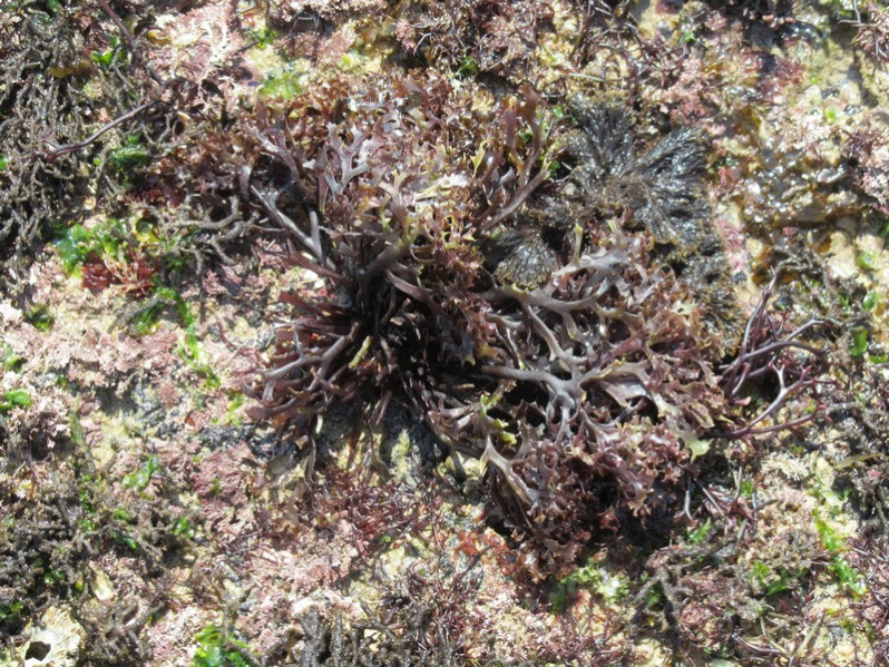 Ahnfeltiopsis devoniensis (Grev.) P.C.Silva & DeCew, 1992