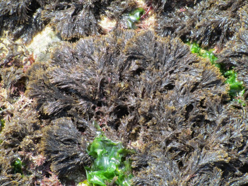 Halopteris scoparia (L.) Sauv., 1904