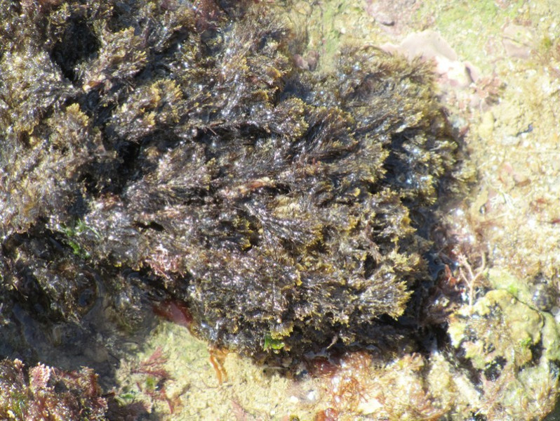 Halopteris scoparia (L.) Sauv., 1904