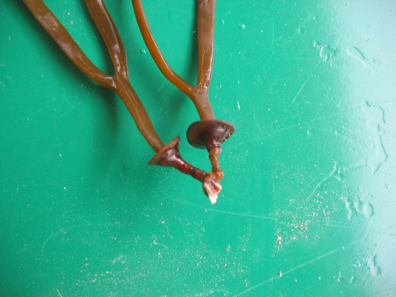 Himanthalia elongata (L.) S.F. Gray, 1821