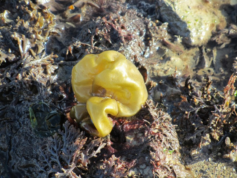 Leathesia marina (Lyngbye) Decaisne, 1842