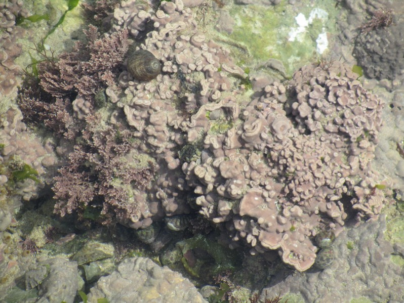 Lithophyllum incrustans Philippi, 1837