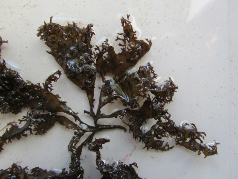 Mastocarpus stellatus (Stackh.) Guiry, 1984