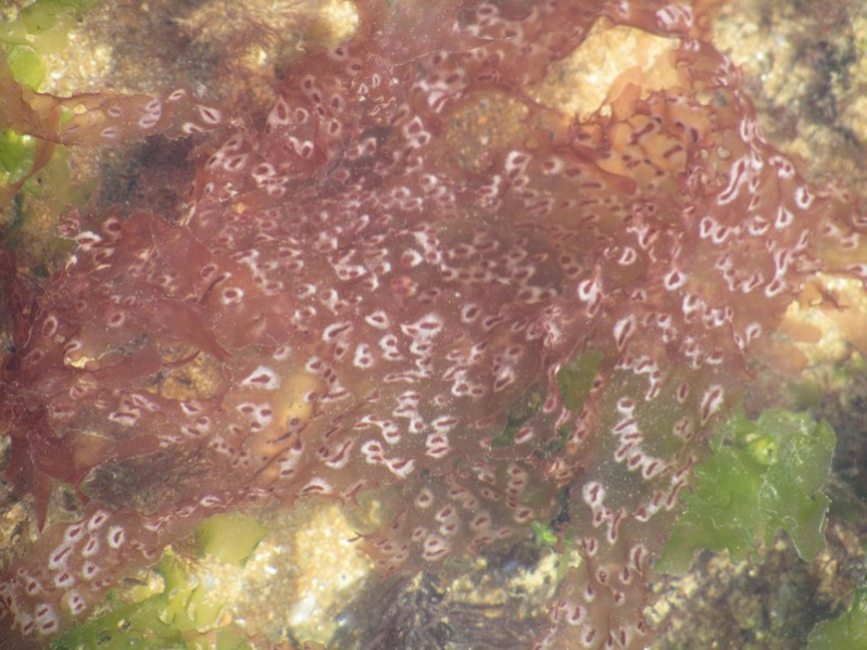 Nitophyllum punctatum (Stackh.) Grev., 1830