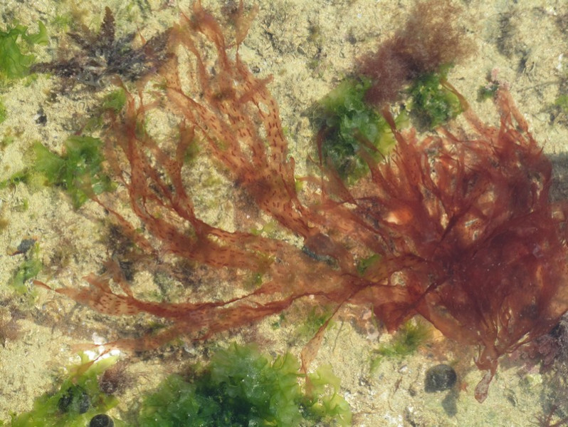 Nitophyllum punctatum (Stackh.) Grev., 1830