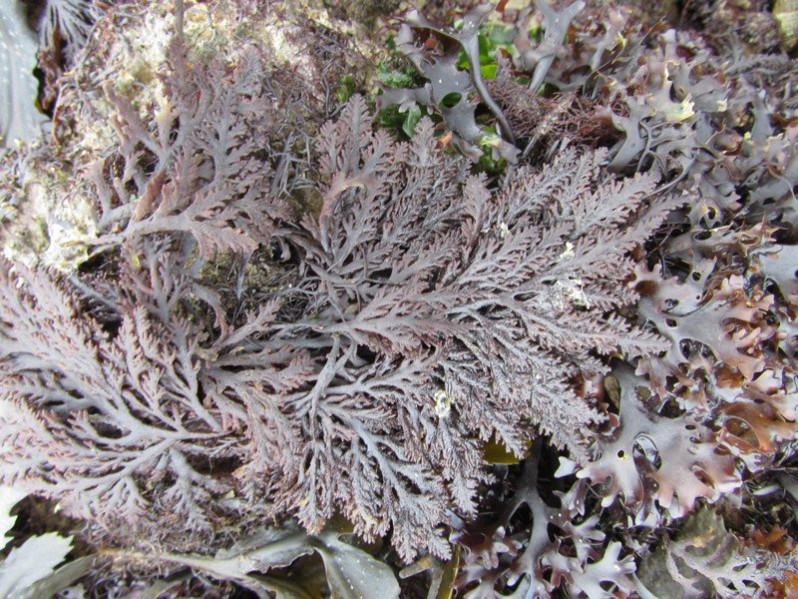 Osmundea pinnatifida (Hudson) Stackh., 1809
