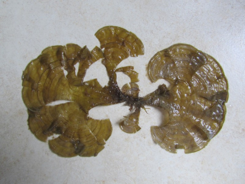 Padina pavonica (L.) Thivy, 1960