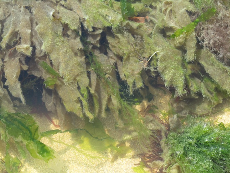 Petalonia fascia (O.F.Müller) Kuntze, 1898