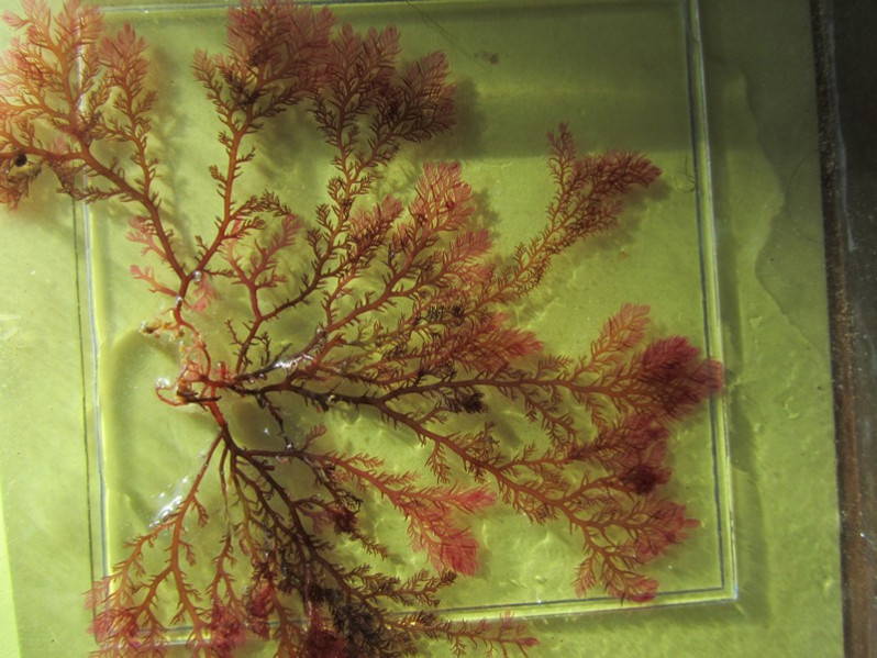 Plocamium cartilagineum (L.) P.S.Dixon, 1967