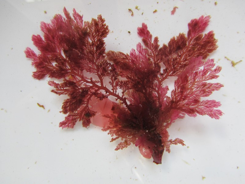 Plocamium cartilagineum (L.) P.S.Dixon, 1967