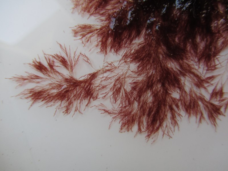 Polysiphonia elongata (Hudson) Sprengel, 1827