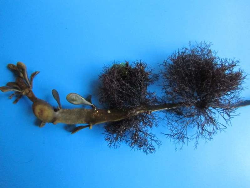 Vertebrata lanosa (L.) T.A. Christensen, 1967