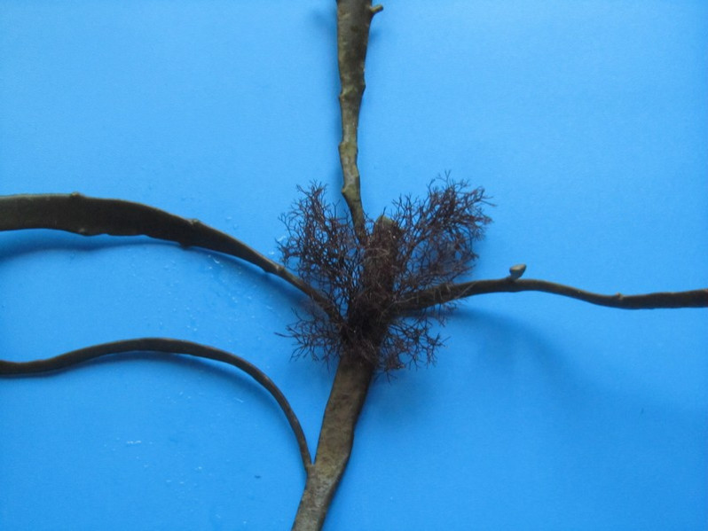 Vertebrata lanosa (L.) T.A. Christensen, 1967