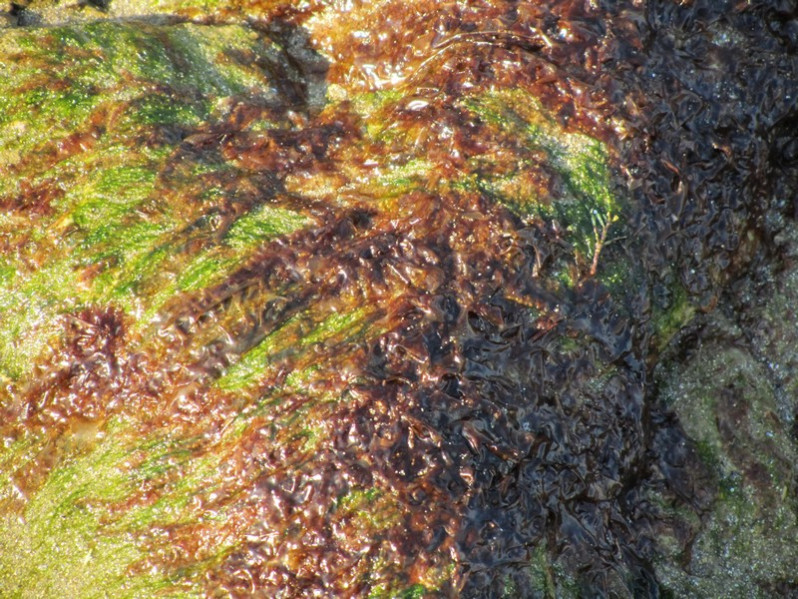 Porphyra linearis Grev., 1830