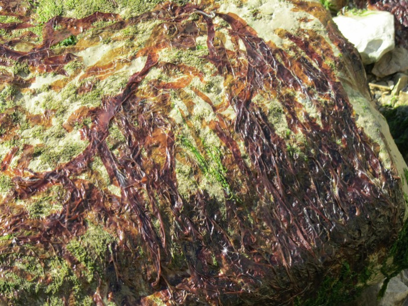 Porphyra linearis Grev., 1830