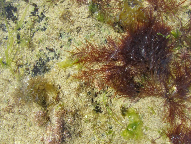 Pterocladia capillacea (S.G.Gmelin) Santel. & Hommers., 1997