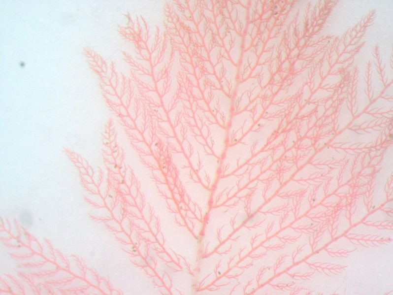 Ptilota plumosa (Hudson) Kuntze, 1891