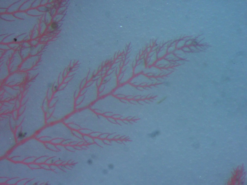 Ptilota plumosa (Hudson) Kuntze, 1891