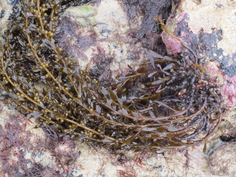 Sargassum muticum (Yendo) Fensholt, 1955