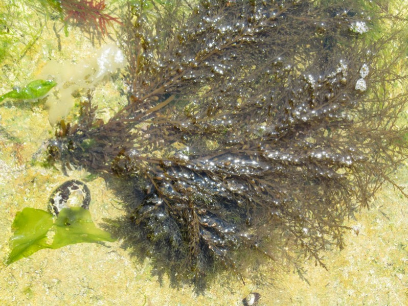 Sargassum muticum (Yendo) Fensholt, 1955