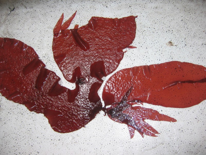 Schizymenia dubyi (Chauv. ex Duby) J.Agardh, 1851