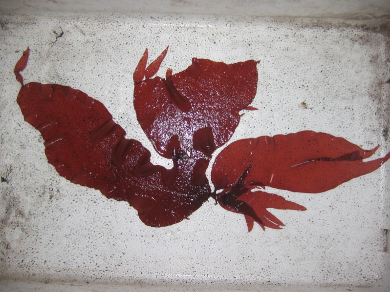 Schizymenia dubyi (Chauv. ex Duby) J.Agardh, 1851