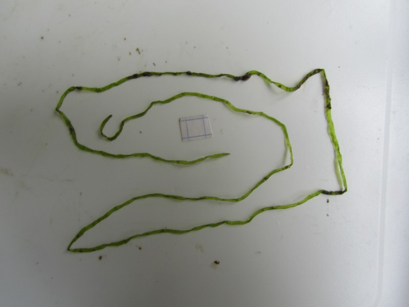 Ulva intestinalis L., 1753