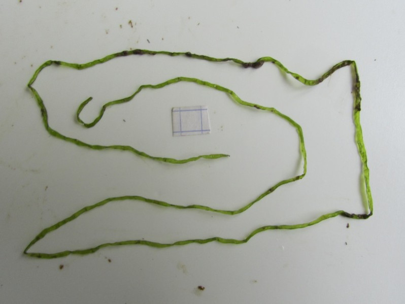 Ulva intestinalis L., 1753