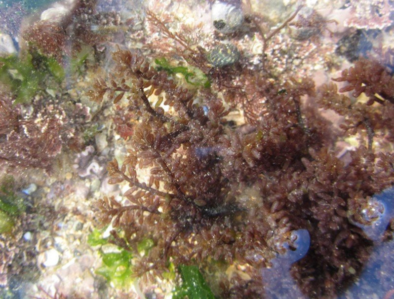 Gastroclonium ovatum (Hudson) Papenf., 1944